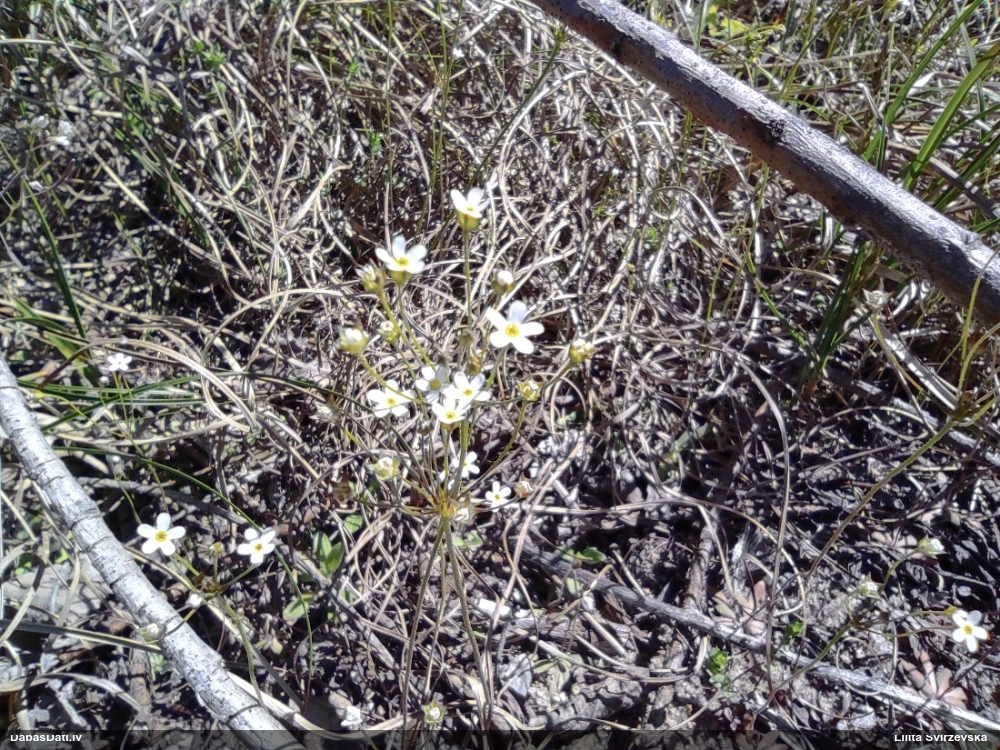 проломник северный