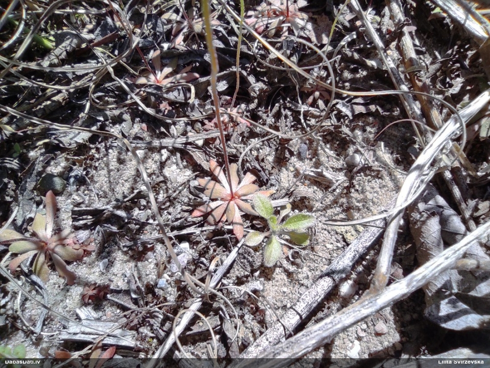 проломник северный