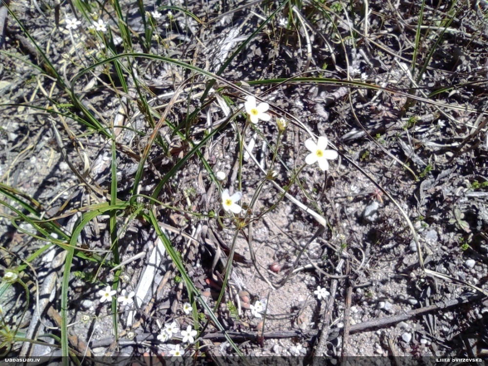 проломник северный