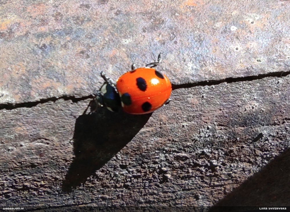 Septiņpunktu mārīte