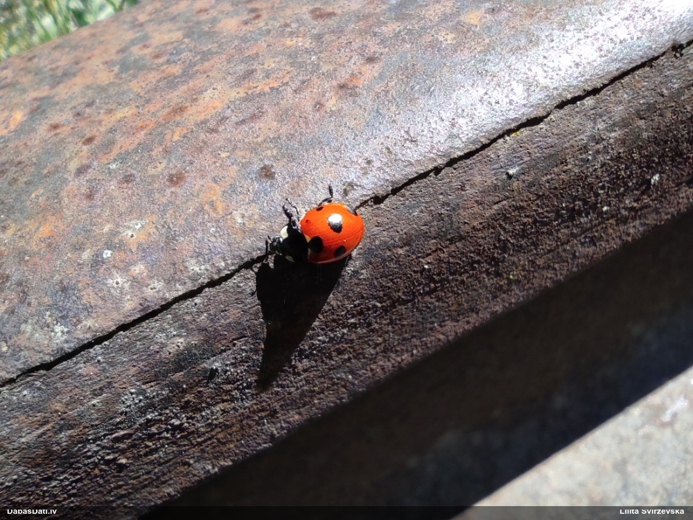Septiņpunktu mārīte