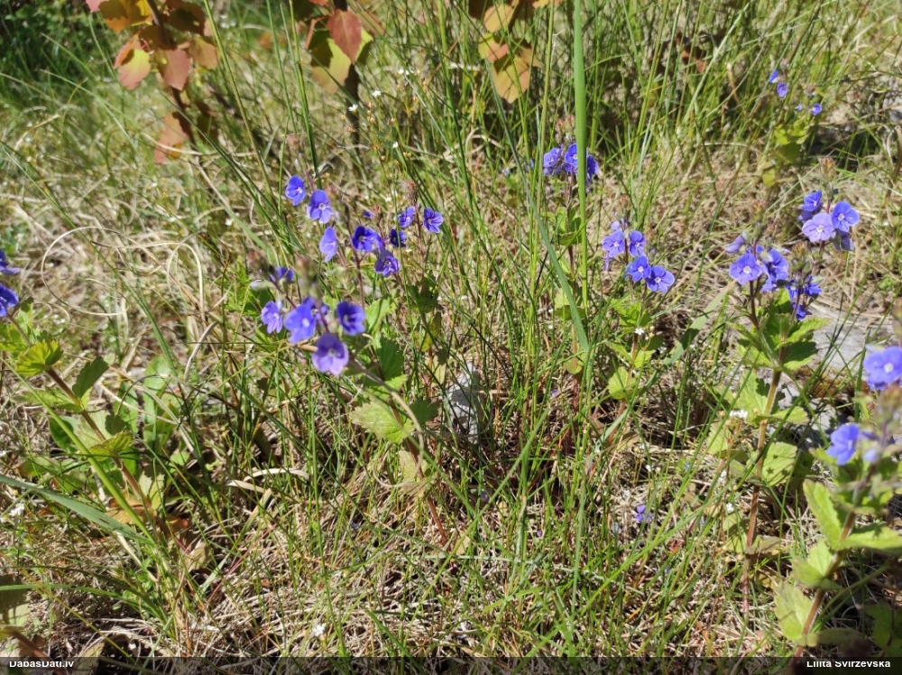 вероника дубравная