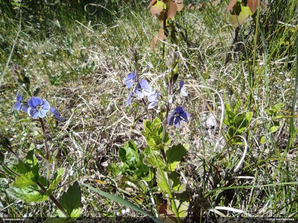 вероника дубравная