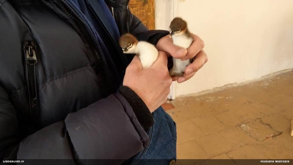 большой крохаль