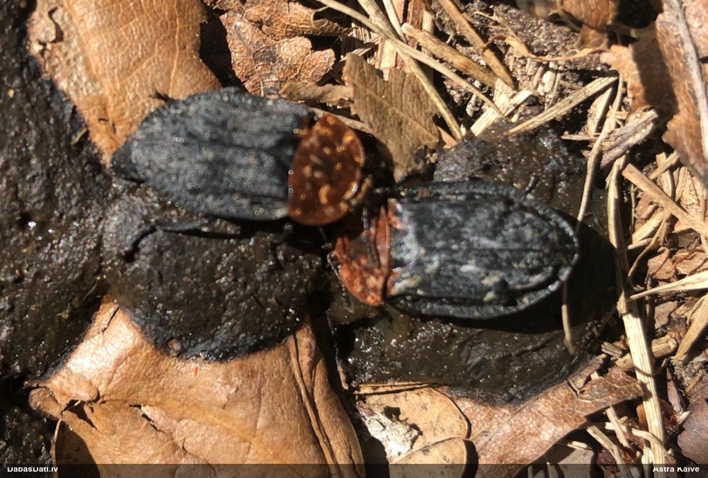 Sarkankrūšu līķvabole