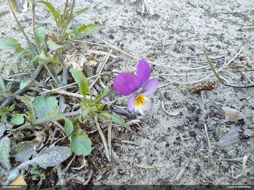 фиалка трехцветная