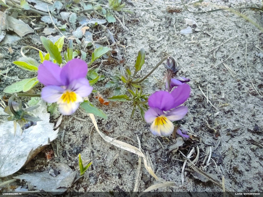 фиалка трехцветная