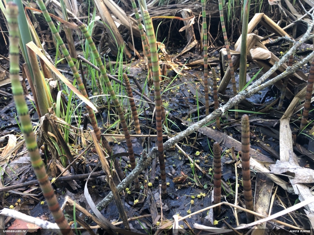 хвощ приречный