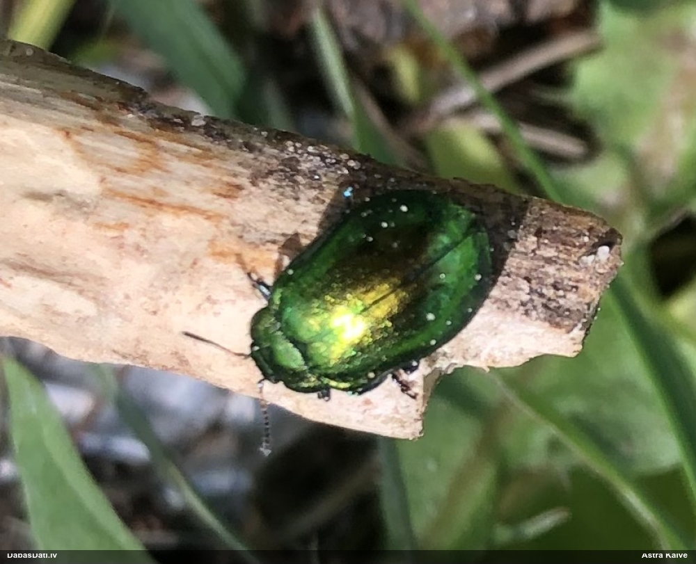 Lapgrauzis Linaeidea aenea