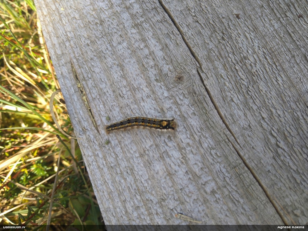 Graudzāļu vērpējs