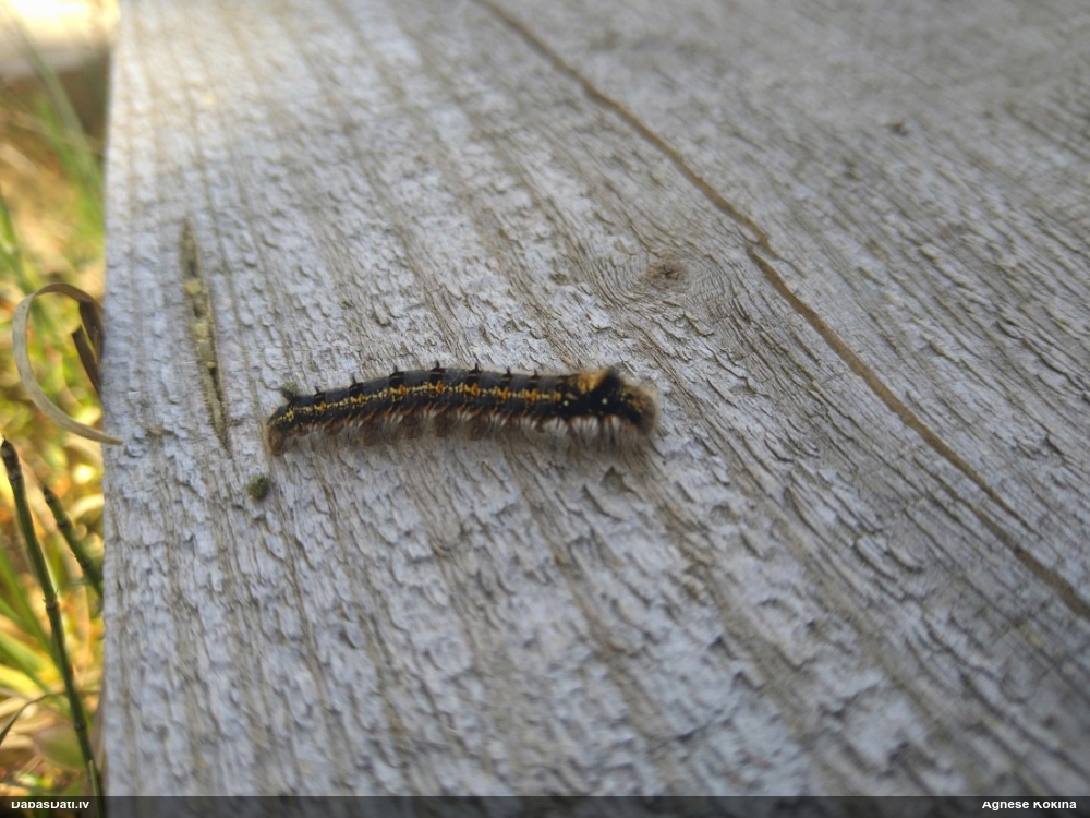 Graudzāļu vērpējs