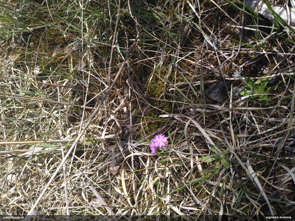 первоцвет мучнистый