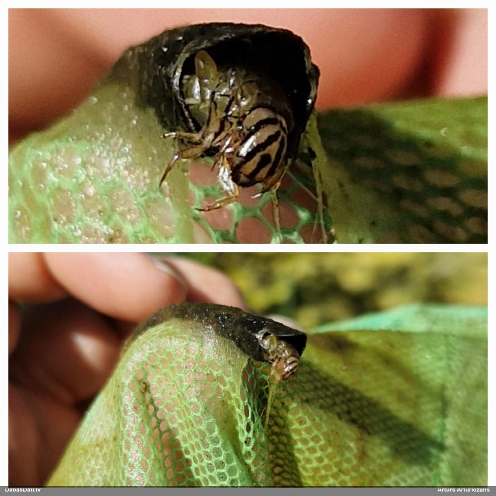 Makstene (nenoteikta)