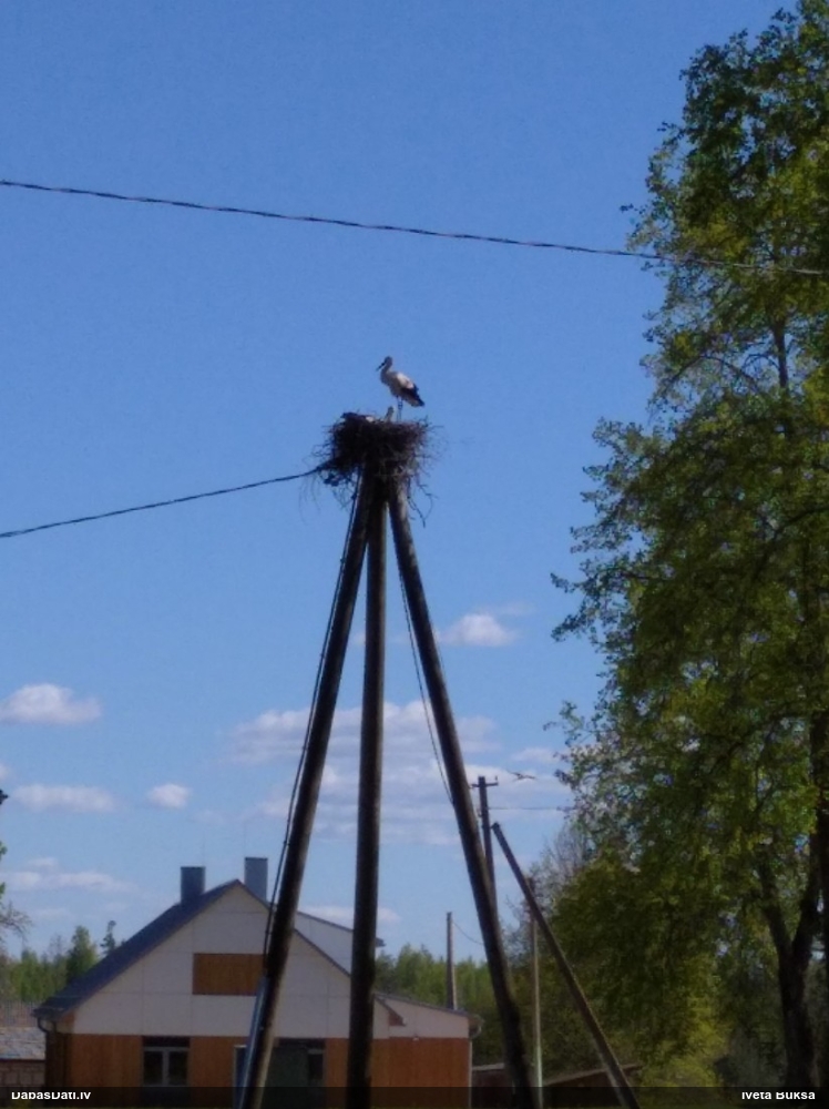 белый аист