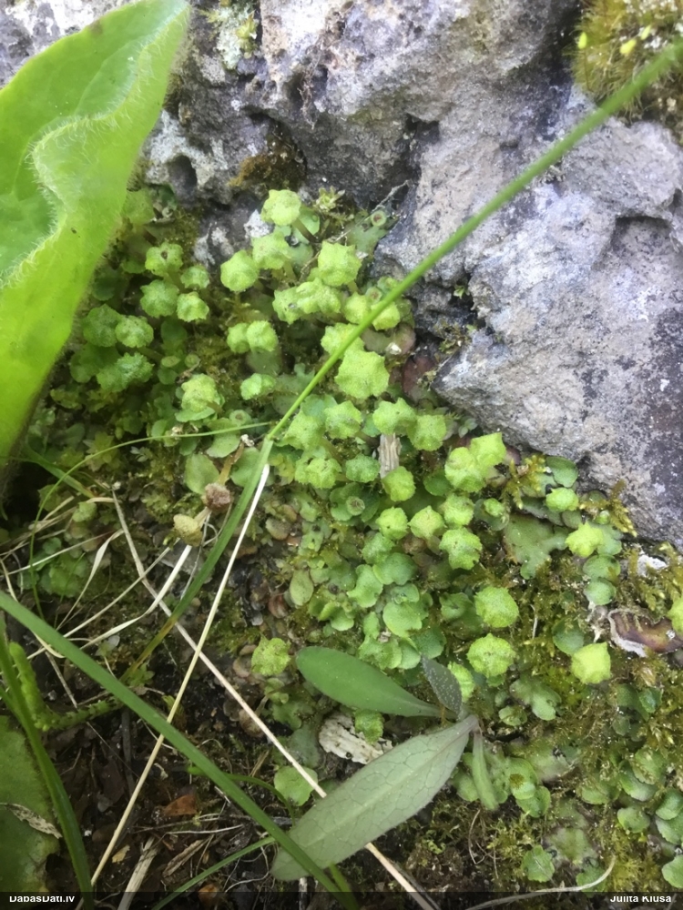 прейссия квадратная