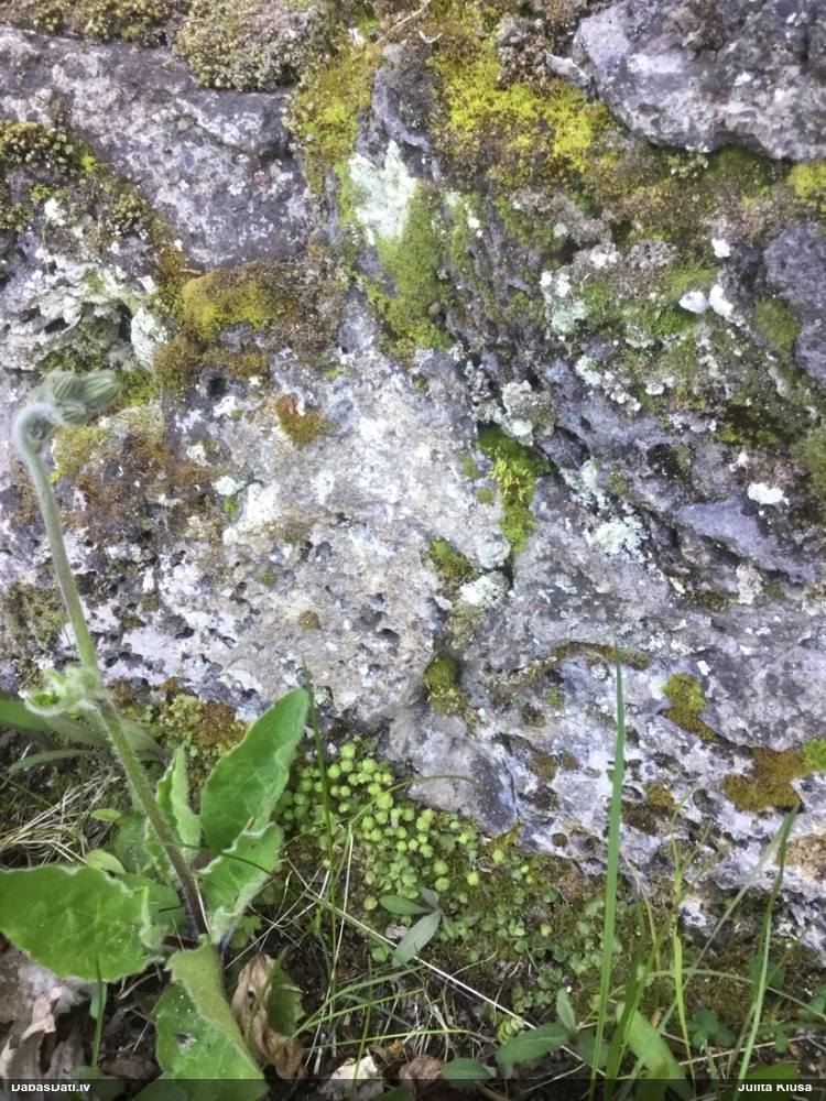 прейссия квадратная