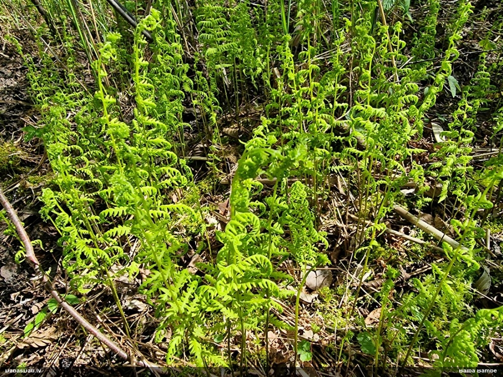 Purvāju purvpaparde