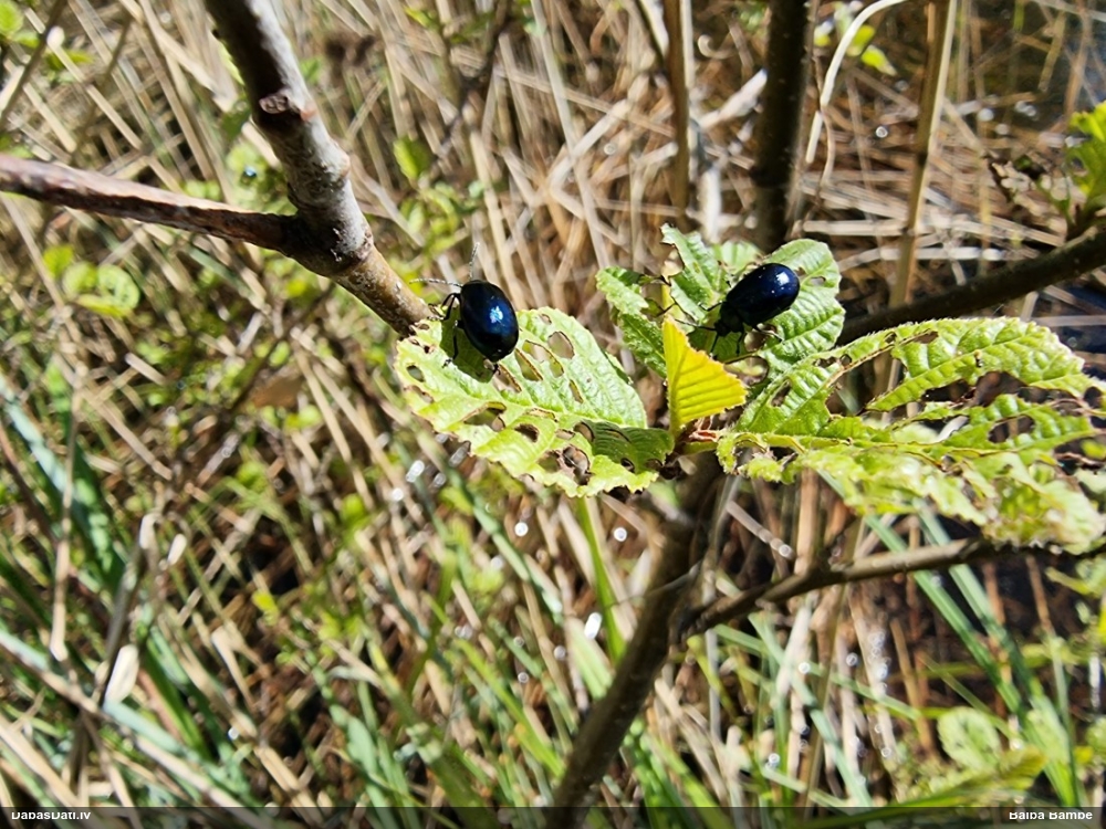 Alkšņu zilais lapgrauzis