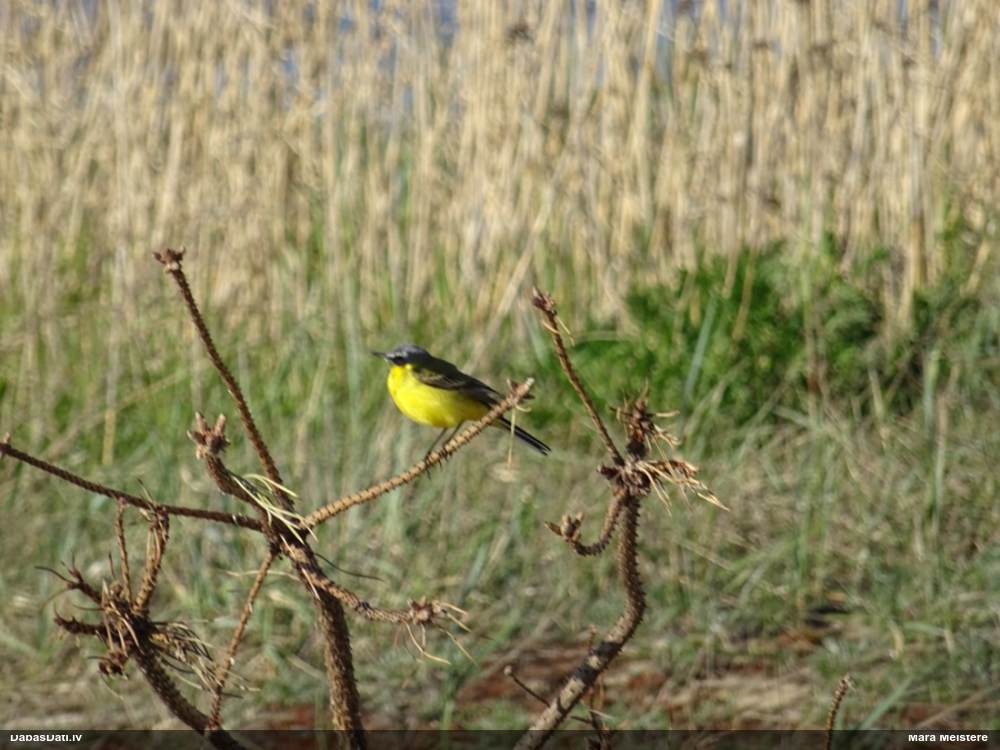желтая трясогузка
