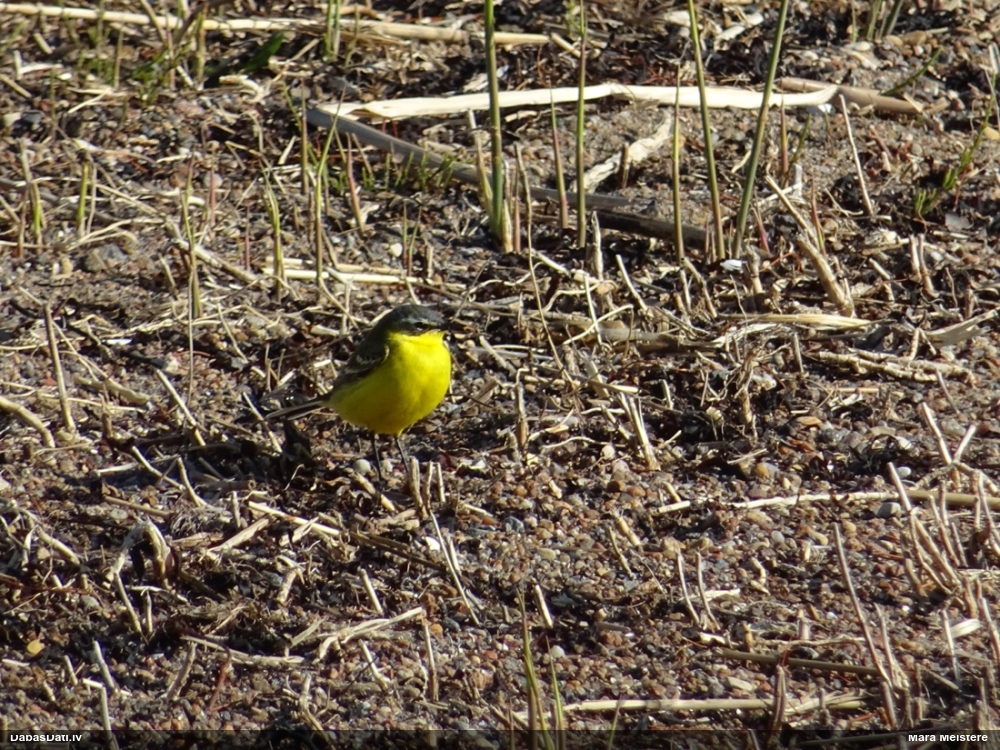 желтая трясогузка