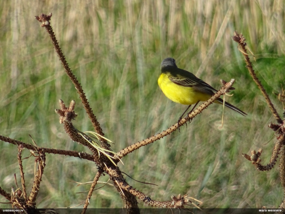 желтая трясогузка