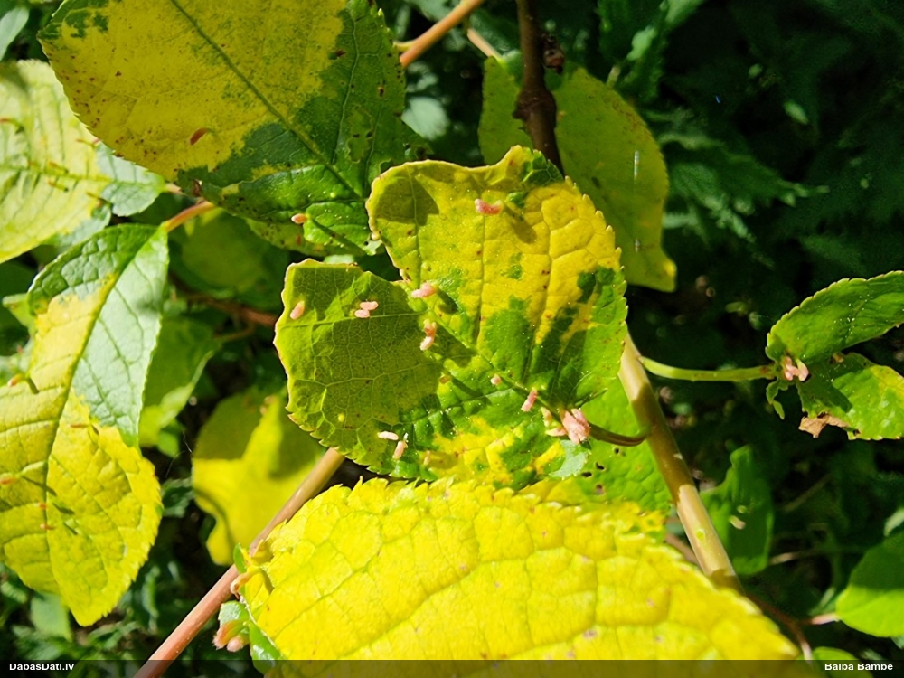 Kukainis (nenoteikts)