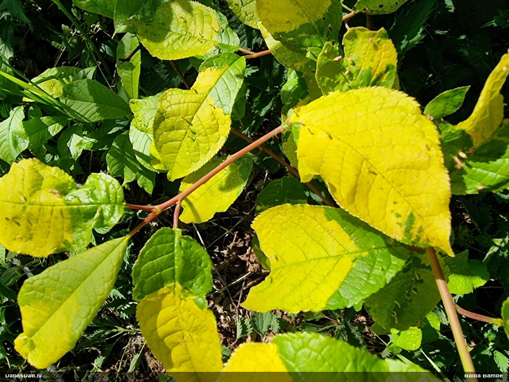 Kukainis (nenoteikts)