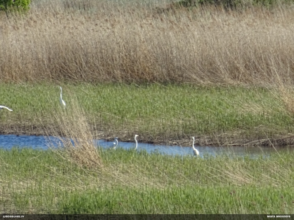 большая белая чяпля