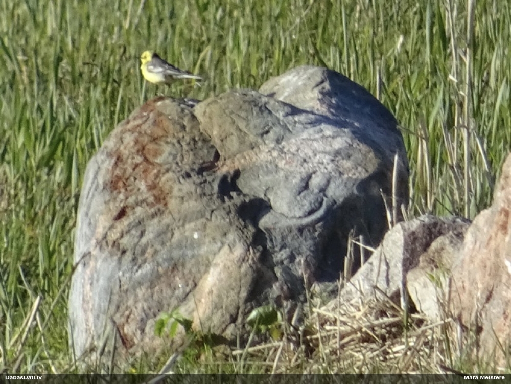 желтоголовая трясогузка