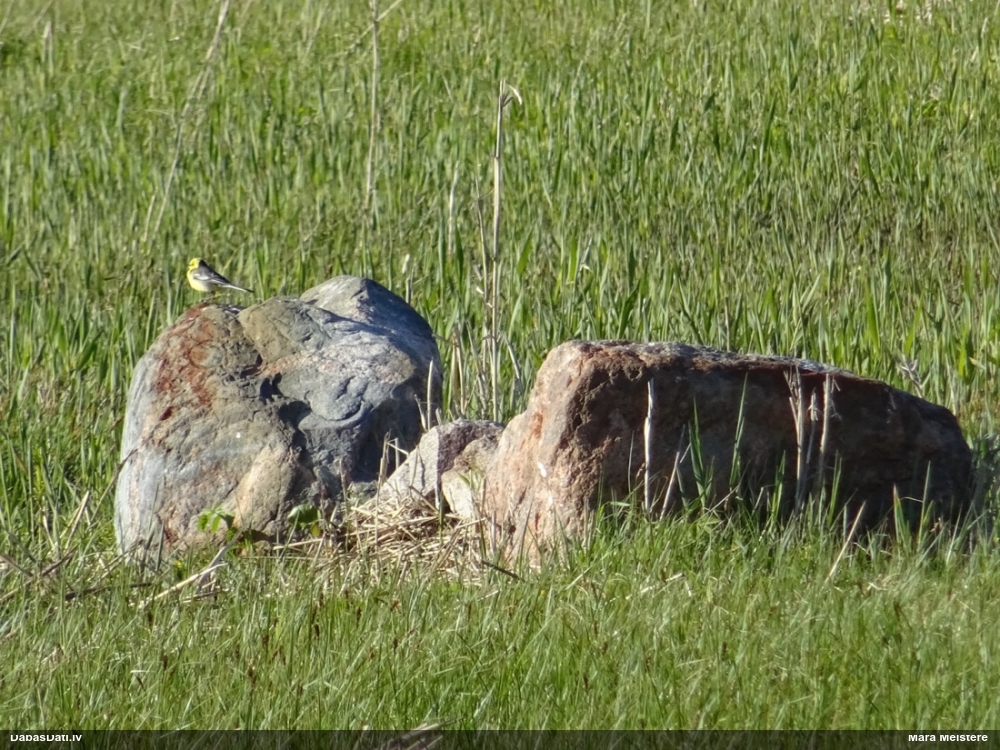 желтоголовая трясогузка