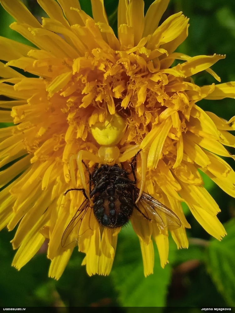 Krabjzirneklis Misumena vatia