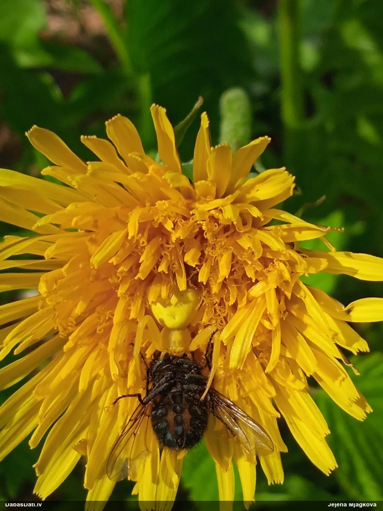Krabjzirneklis Misumena vatia