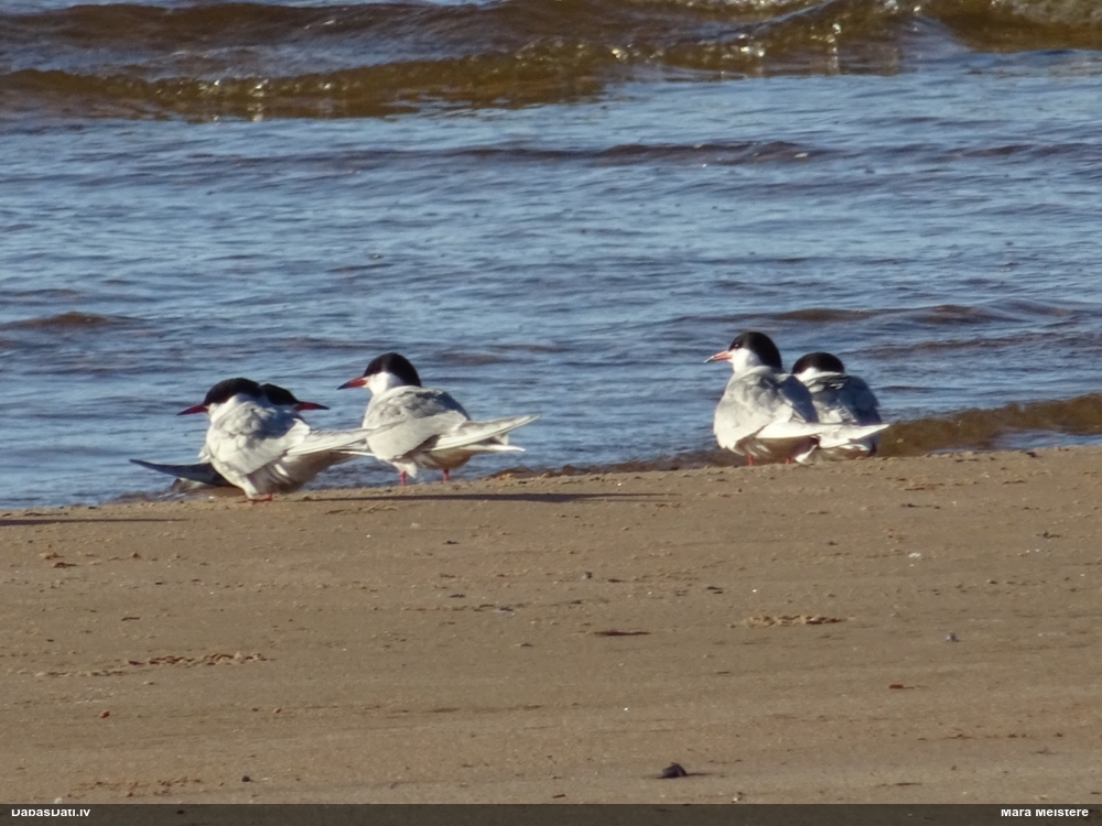 речная крачка