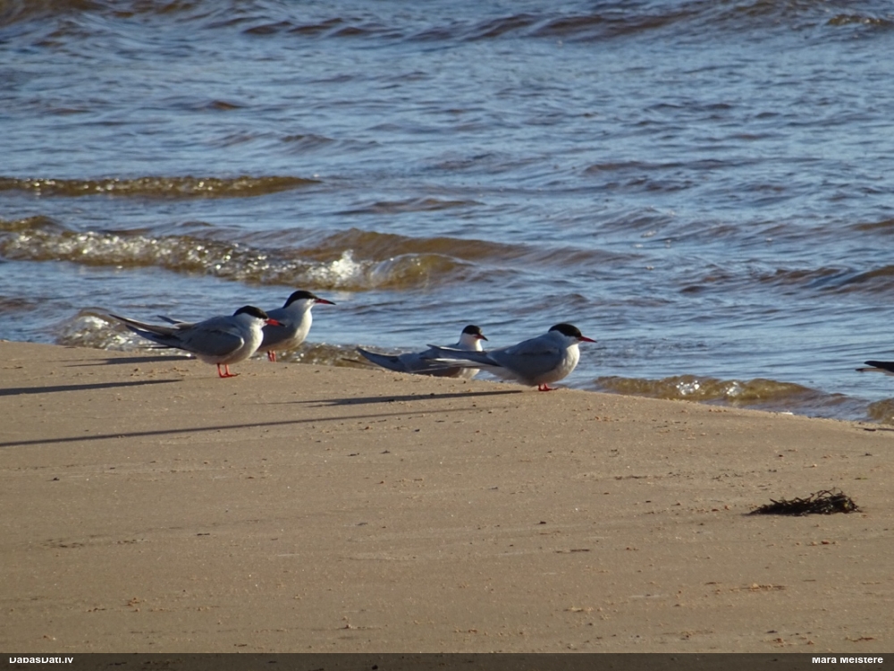 речная крачка