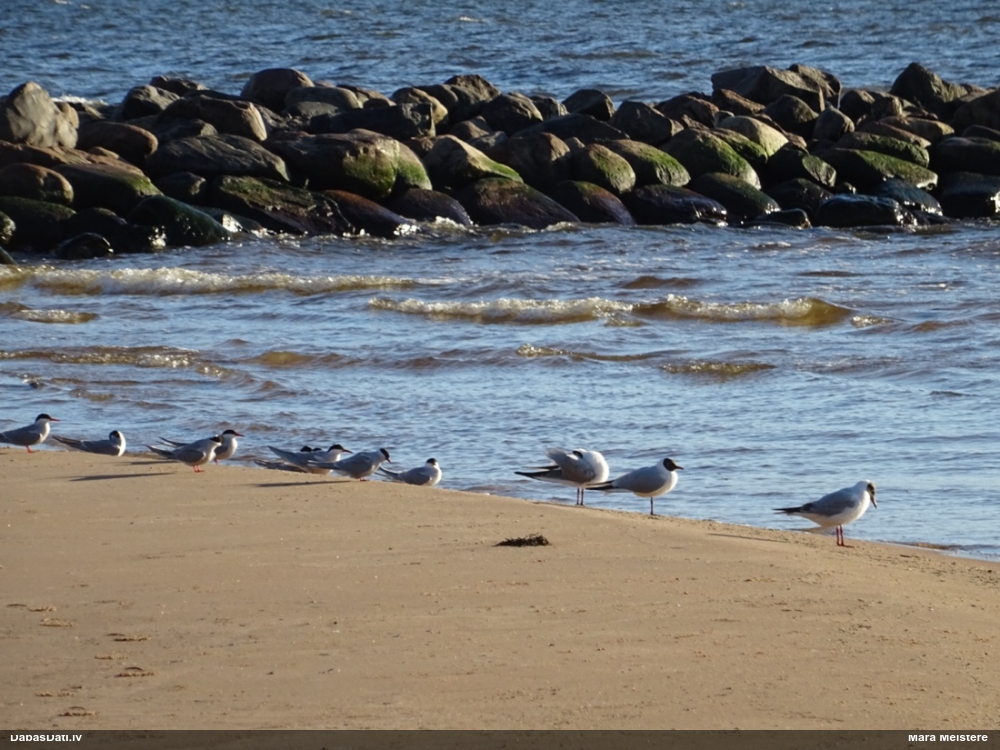 речная крачка