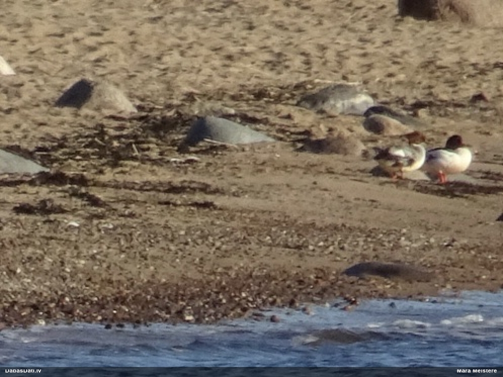 большой крохаль