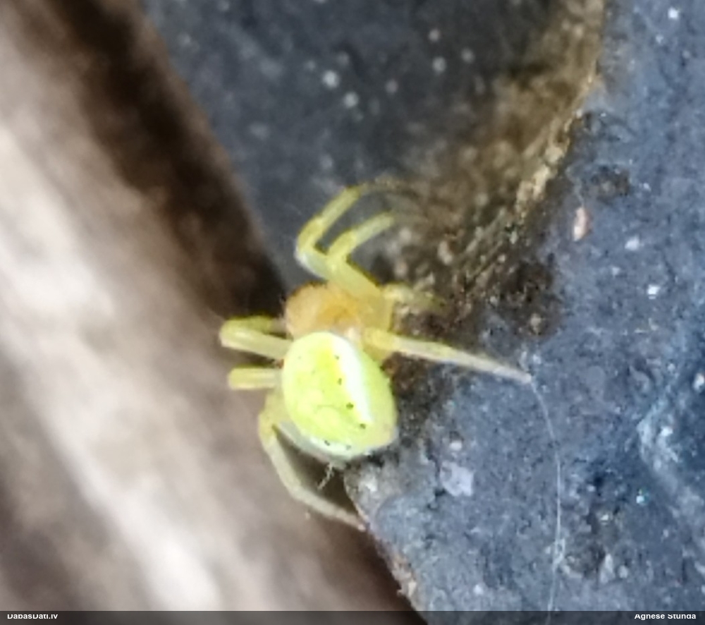 Krabjzirneklis (nenoteikts)