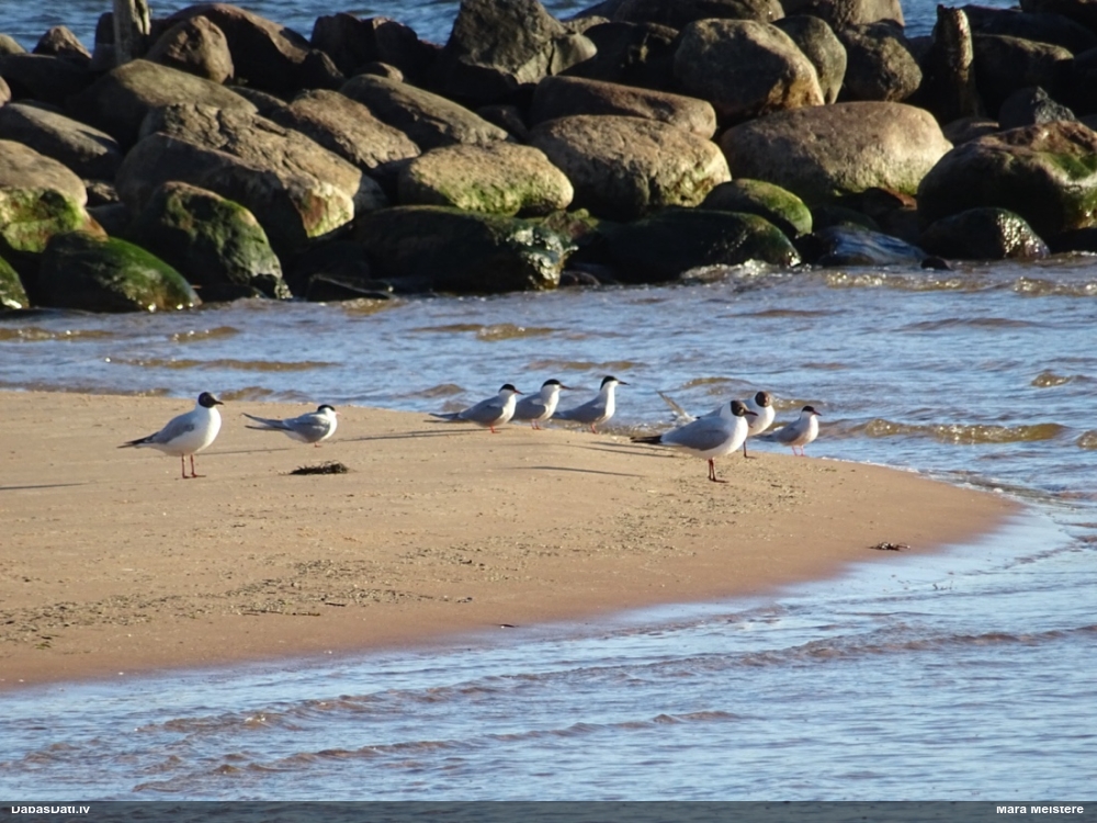 озерная чайка