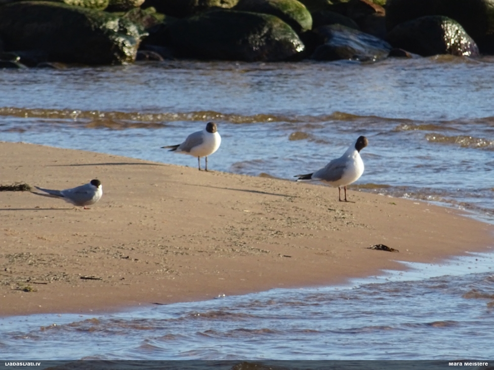 озерная чайка