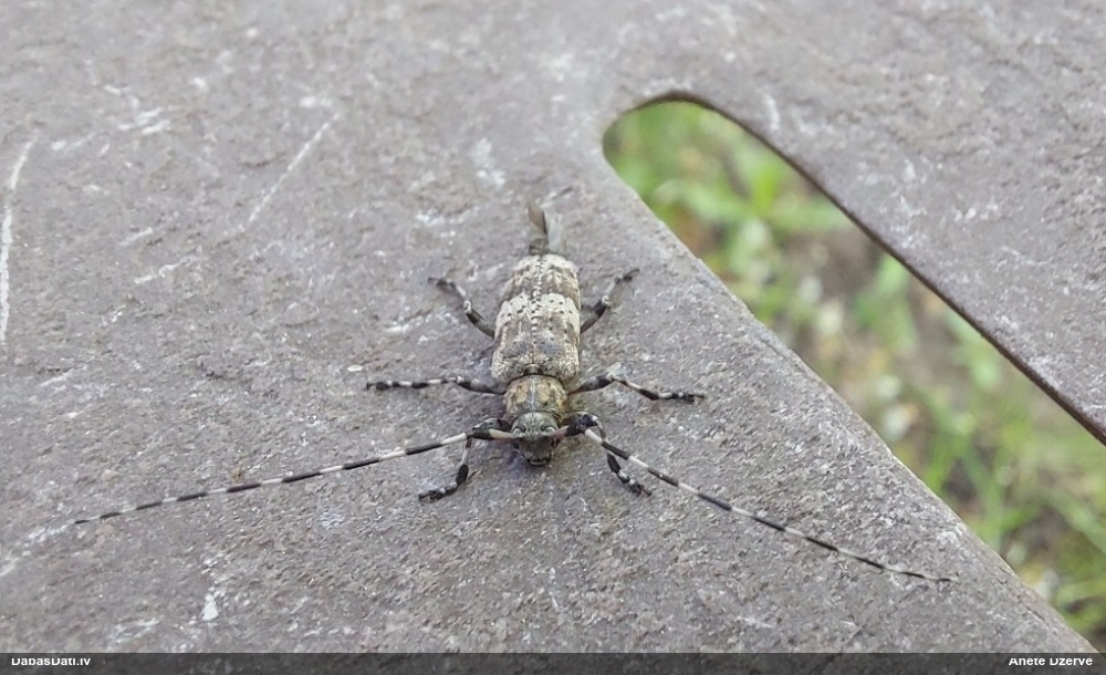 Jostainais skujkoku koksngrauzis
