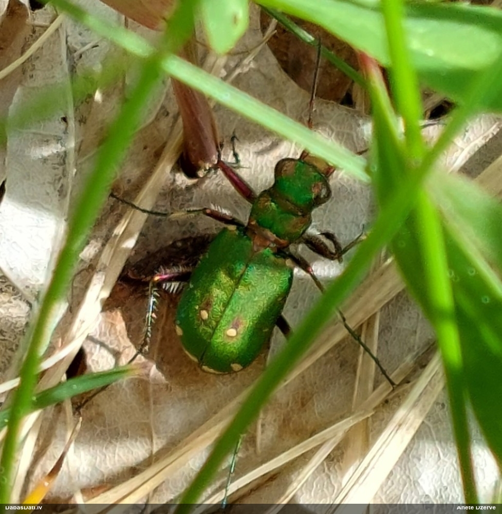 Tīruma smilšvabole