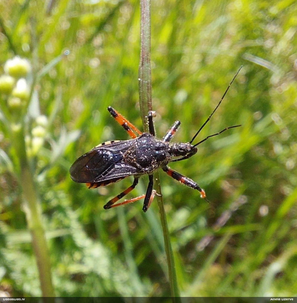 Laupītājblakts Rhynocoris annulatus
