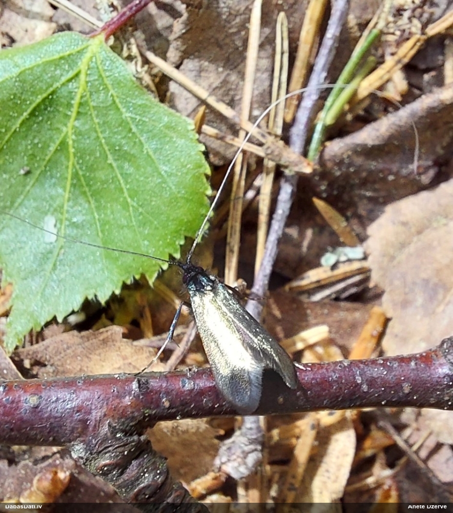 Zaigkode Adela reaumurella