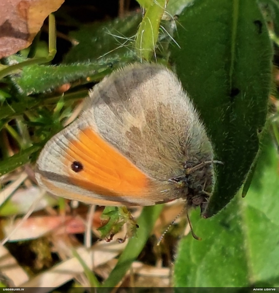 Parastais sīksamtenis