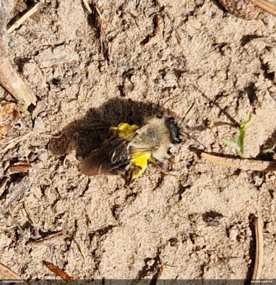 Smilšbite Andrena vaga