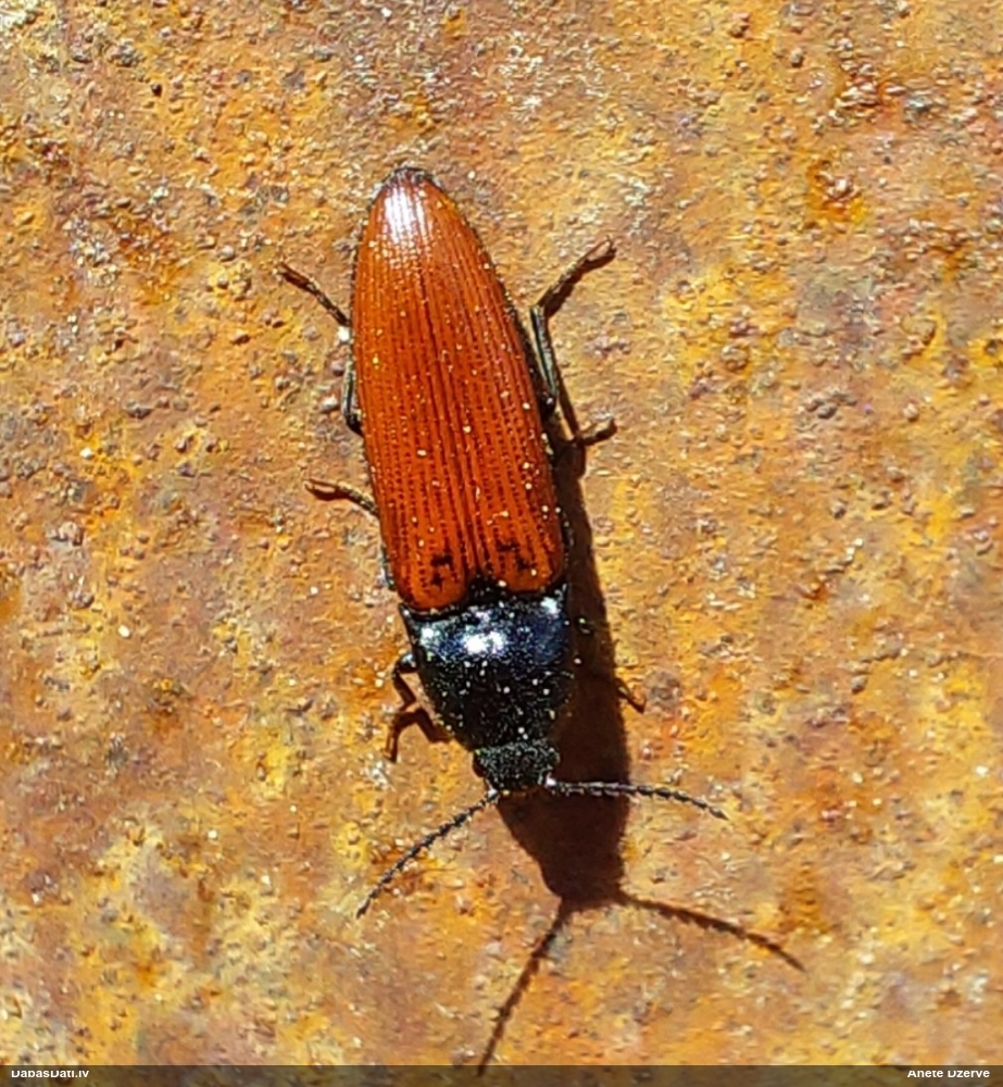 Sprakšķis Ampedus sp.