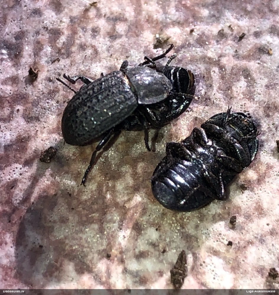 Kukainis (nenoteikts)