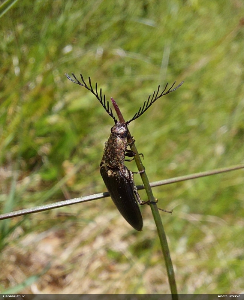 Sprakšķis Ctenicera pectinicornis