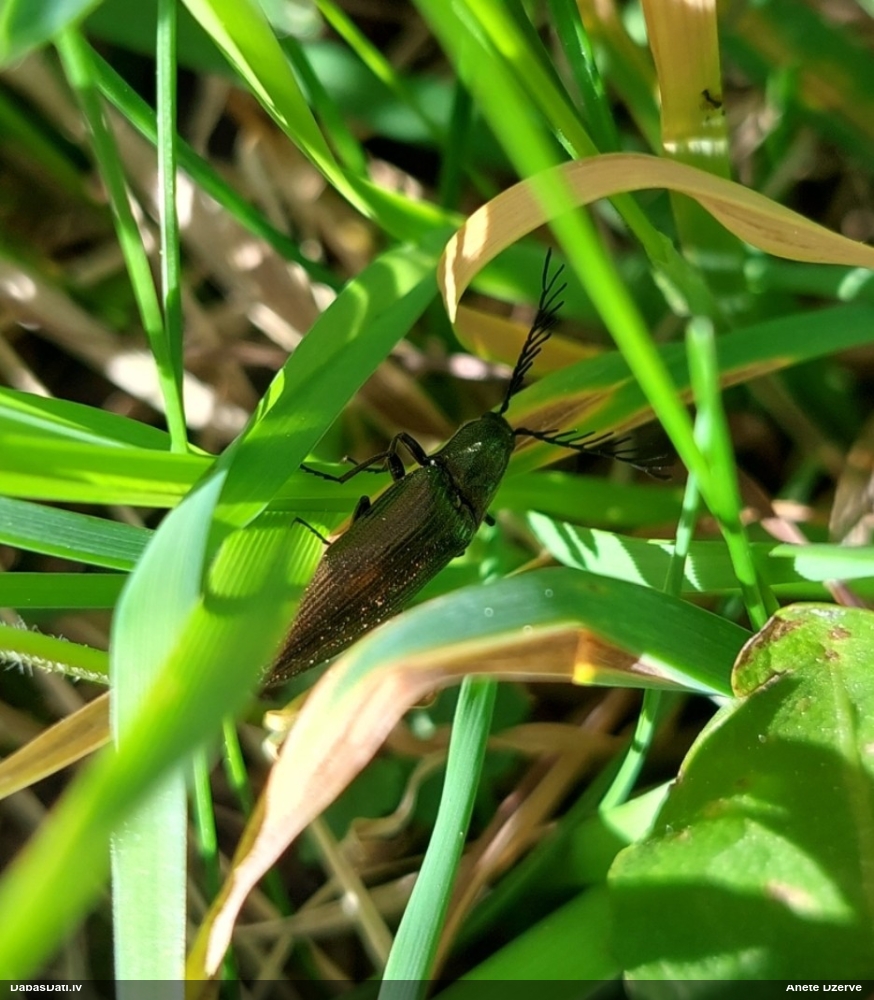 Sprakšķis Ctenicera pectinicornis