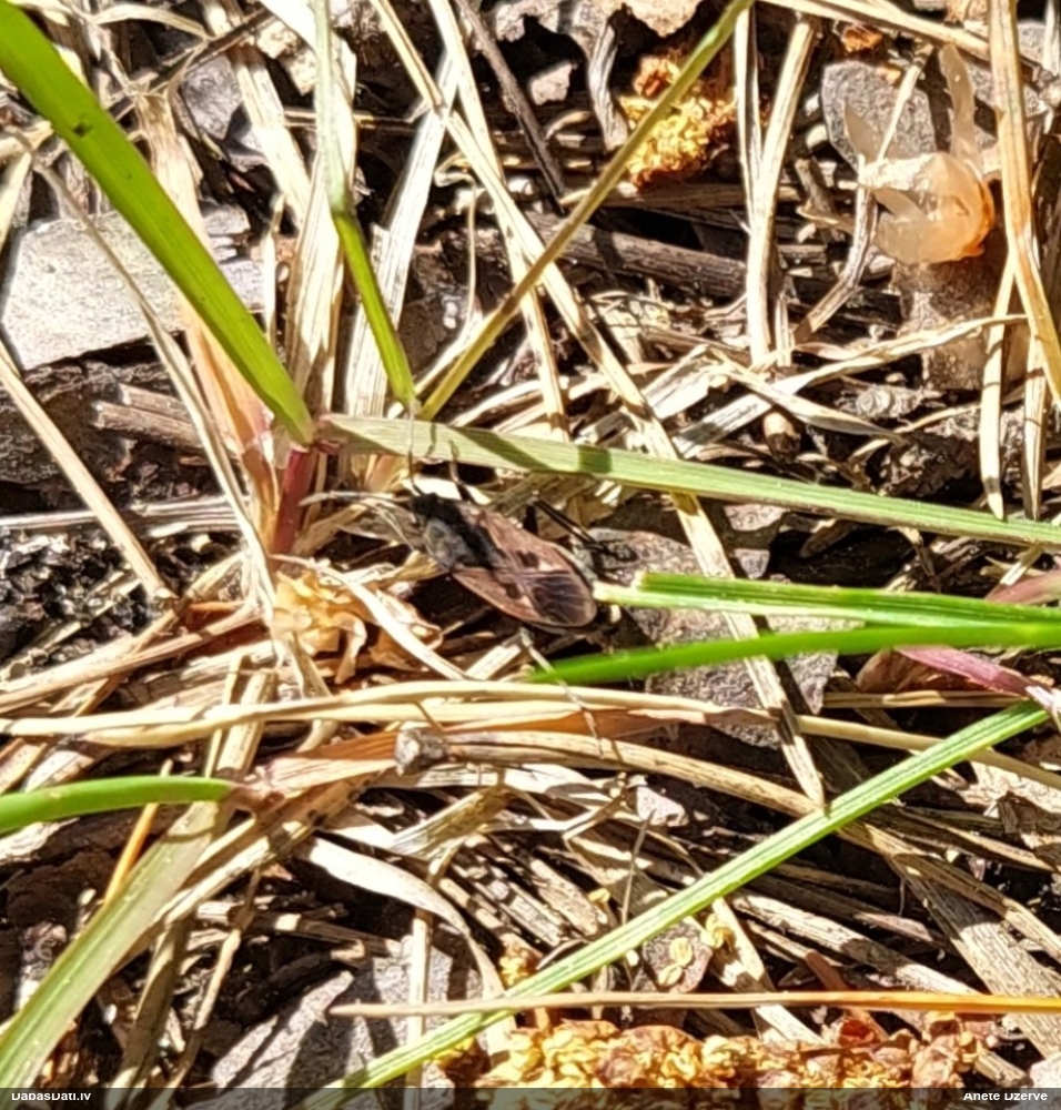 Zemesblakts Rhyparochromus pini